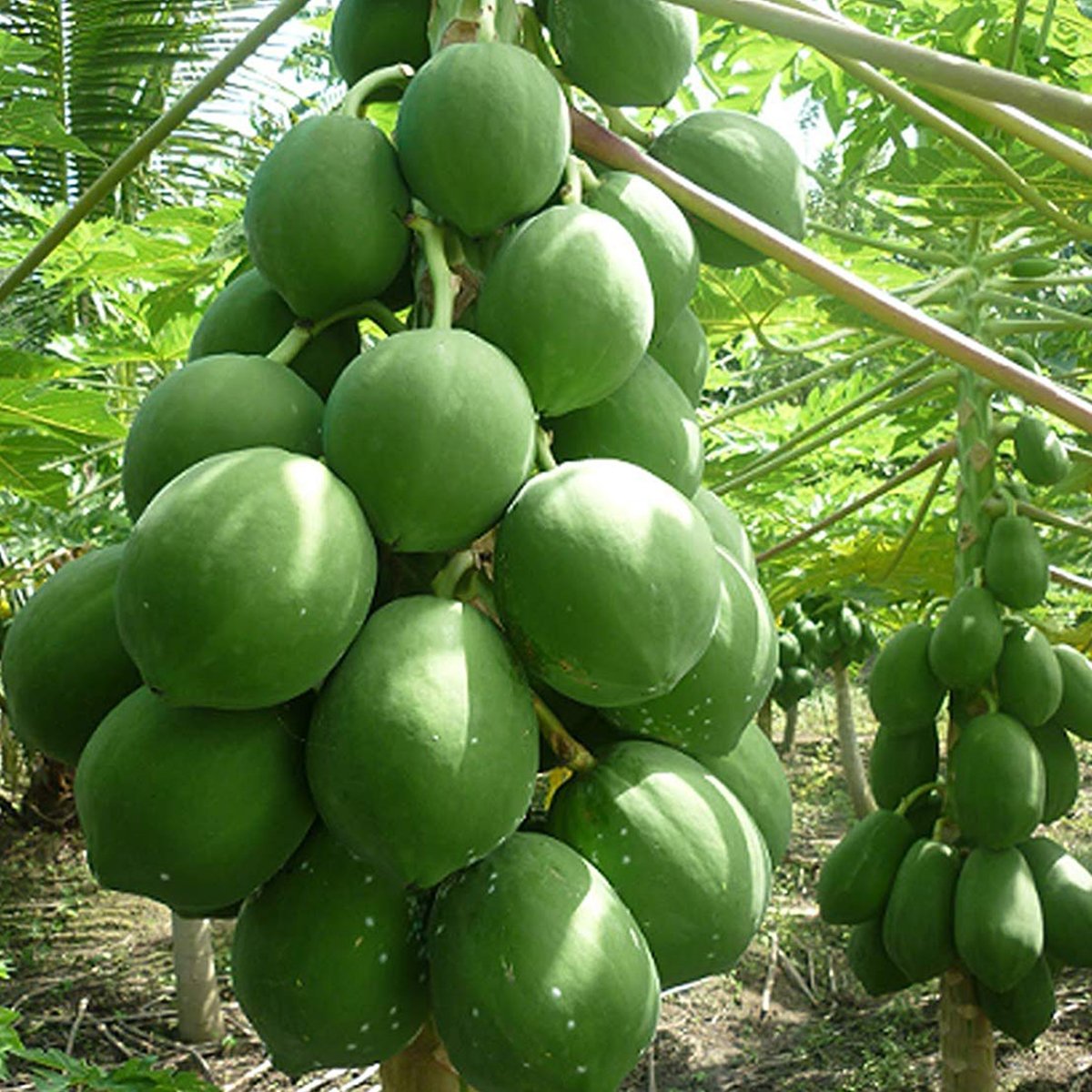 Tüplü Meyve Verme Yaşında Papaya Fidanı (150-200 cm)
