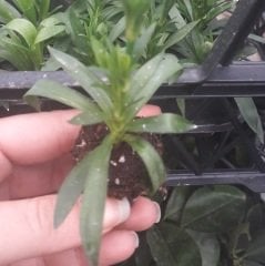 Karışık Renk Kokulu Katmerli Karanfil Çiçeği Fidesi (10 adet)