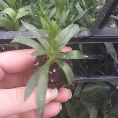 Karışık Renk Kokulu Katmerli Karanfil Çiçeği Fidesi (3 adet)