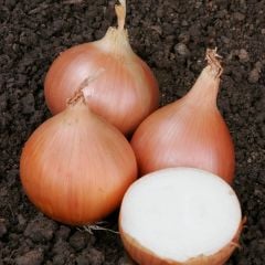 Geleneksel Tohumları Erkenci Teksas Grano Soğan Tohumu(50 tohum)