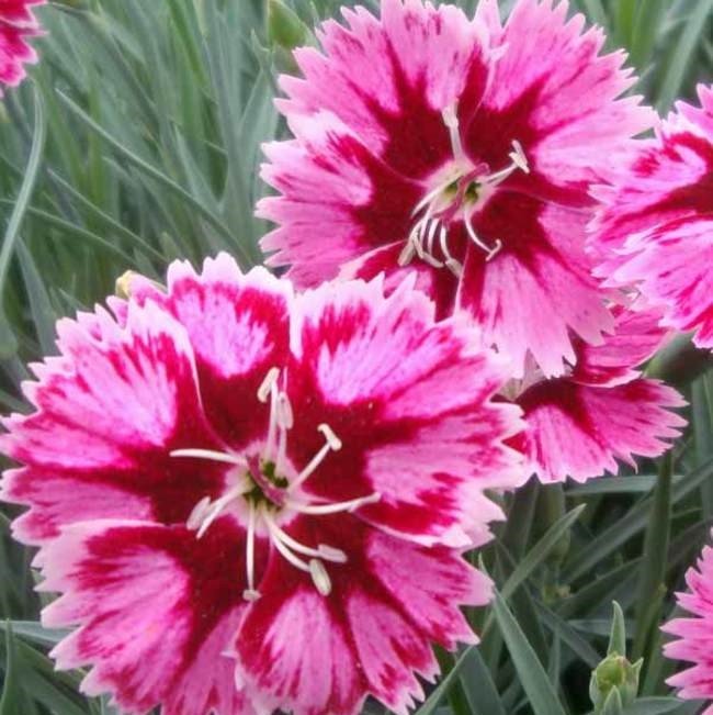 Violet Pembe Kokulu Katmerli Karanfil Çiçeği Fidesi (3 adet)