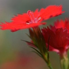 Kırmızı Kokulu Katmerli Karanfil Çiçeği Fidesi (3 adet)