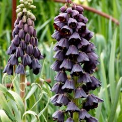 Purple Fritillaria Persica Ters Lale Soğanı (1 adet)