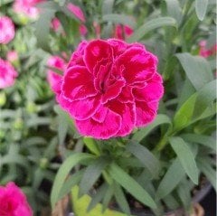 Mor Wings Kokulu Katmerli Karanfil Çiçeği Fidesi (3 adet)