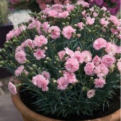 Pembe Kokulu Katmerli Karanfil Çiçeği Fidesi (3 adet)