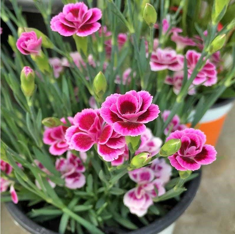 Lady Love Kokulu Katmerli Karanfil Çiçeği Fidesi (3 adet)