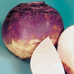 Doğal Purple Top Amrikano Şalgam Tohumu( 30 tohum)