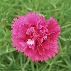 Lady Love Kokulu Katmerli Karanfil Çiçeği Fidesi (3 adet)