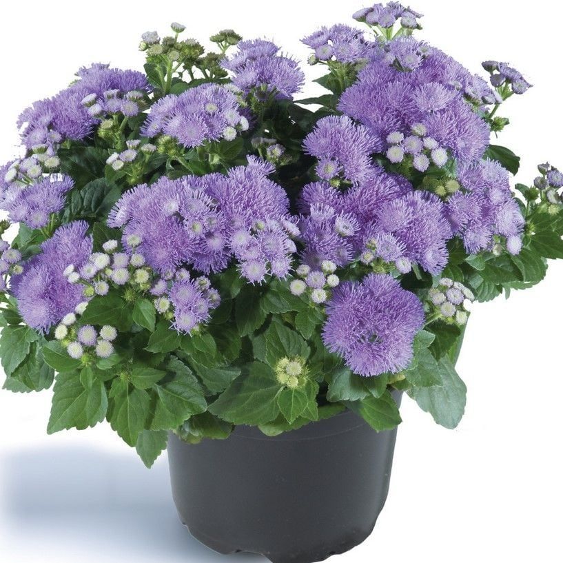 Koleksiyonluk Ariella Blue Vapur Dumanı  Çiçeği Fidesi (1 adet)