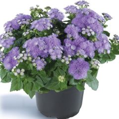 Koleksiyonluk Ariella Blue Vapur Dumanı  Çiçeği Fidesi (1 adet)