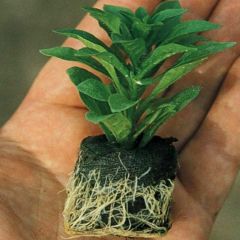 Aramis Double Pink Katmerli Çeşme Papatyası Çiçeği Fidesi (2 Adet Fide)