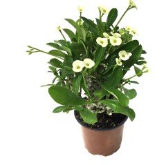 Mini Euphorbia Milii Kaktüs Yellow Dikenler Tacı (5.5 Luk Saksıda)