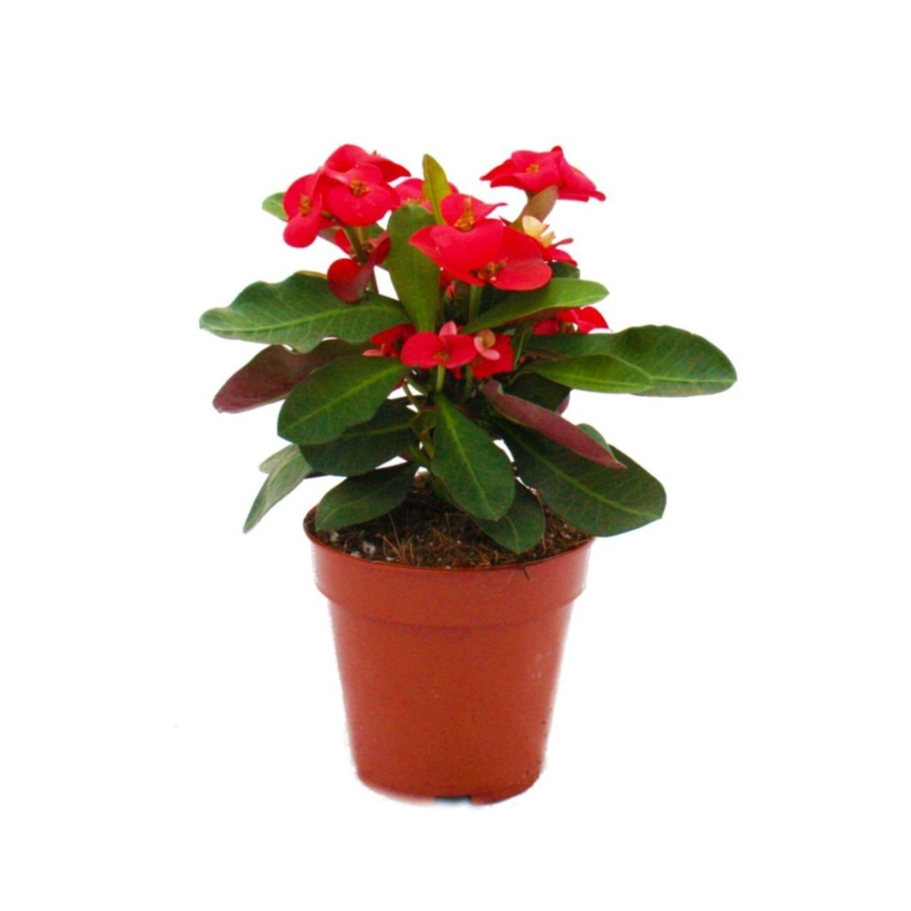 Mini Euphorbia Milii Kaktüs Kırmızı Dikenler Tacı (5.5 Luk Saksıda)
