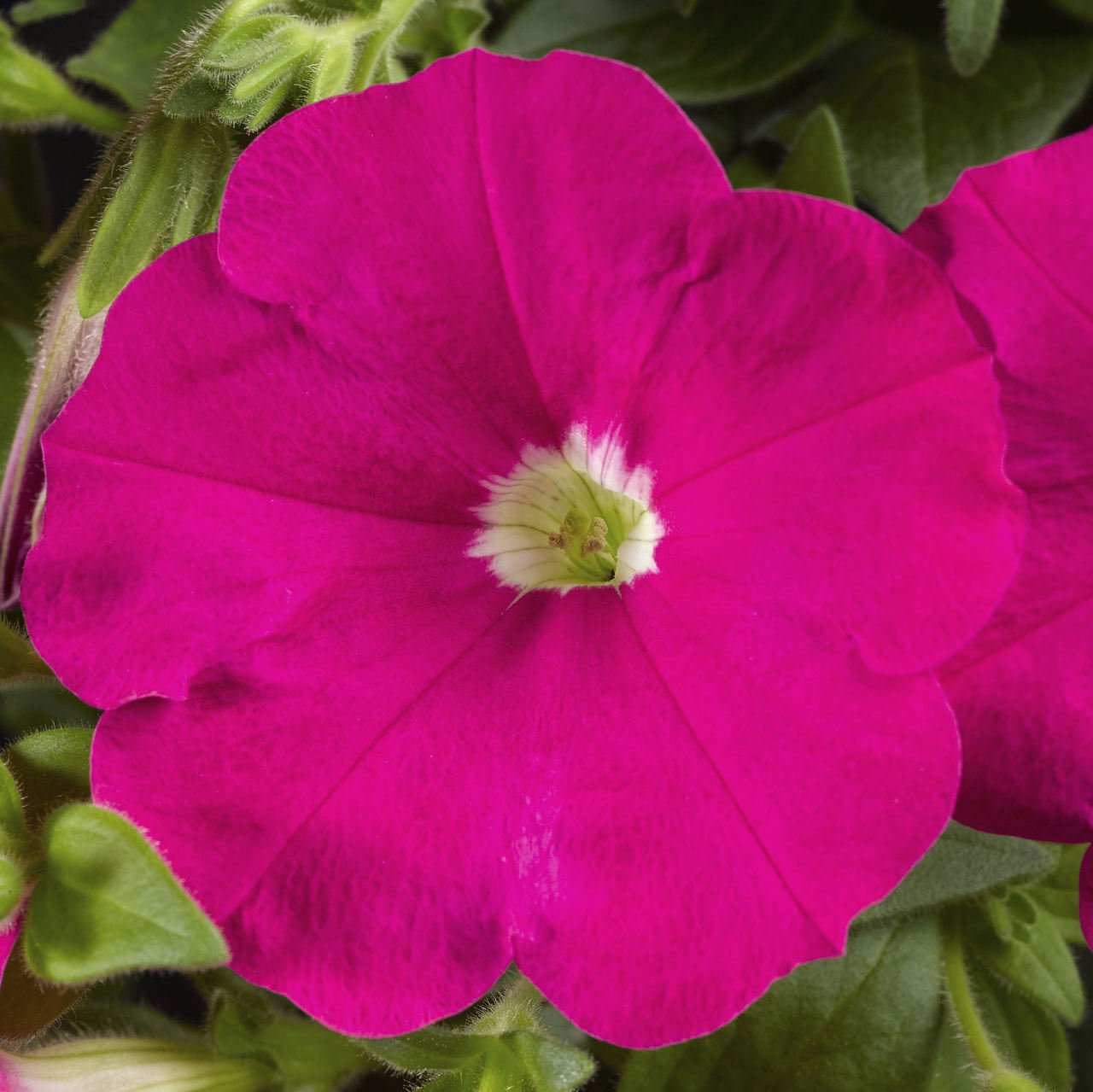 Piccola Serisi Cobalt Hot Pink Petunya Fidesi (3 adet)