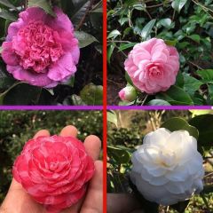 Tüplü Mixed Kamelya Fidanı (10-20 cm) 2 Adet