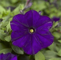 Piccola Serisi Cobalt Blue Petunya Fidesi (3 adet)