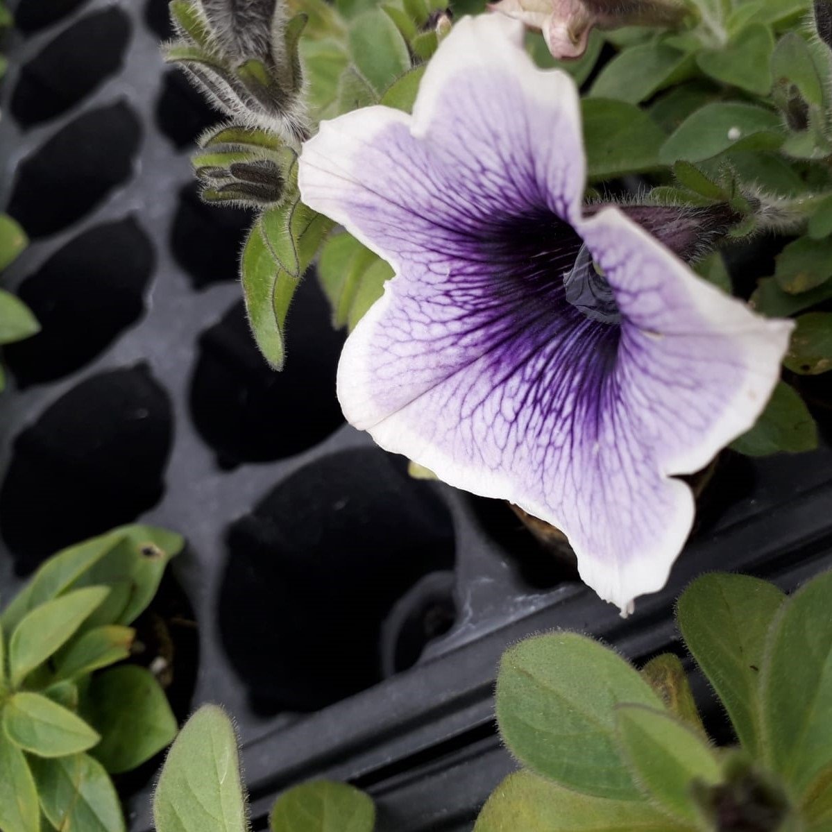 Piccola Serisi Blue Eyes Petunya Fidesi(3 adet)