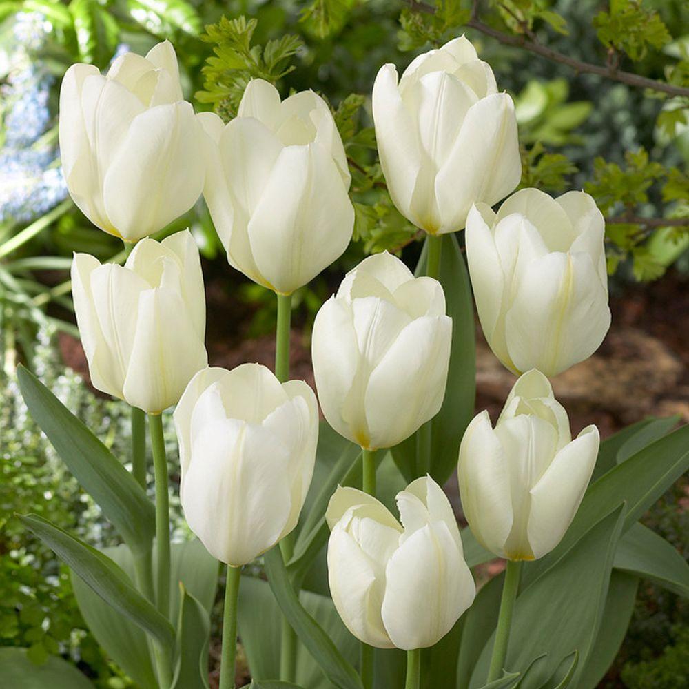 Beyaz White Heaven Lale Soğanı (5 adet)