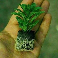 Koleksiyonluk Ariella Violet Vapur Dumanı  Çiçeği Fidesi (1 adet)