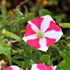 Double Pepy Serisi Strawberry Petunya Fidesi(2 adet)