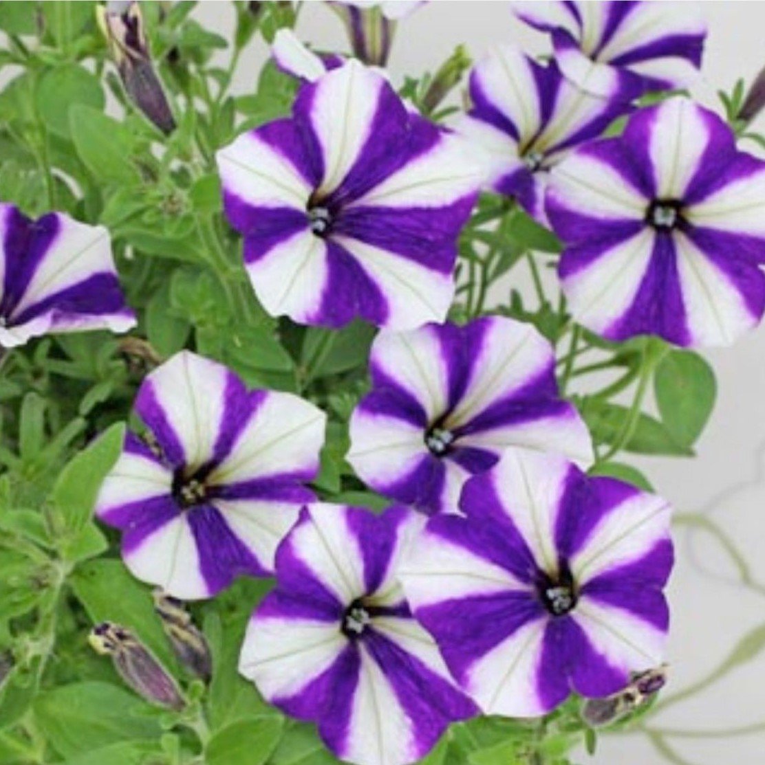 Pepy Serisi Double Colour Mavi Petunya Fidesi (3 adet)