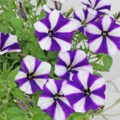 Pepy Serisi Double Colour Mavi Petunya Fidesi (3 adet)