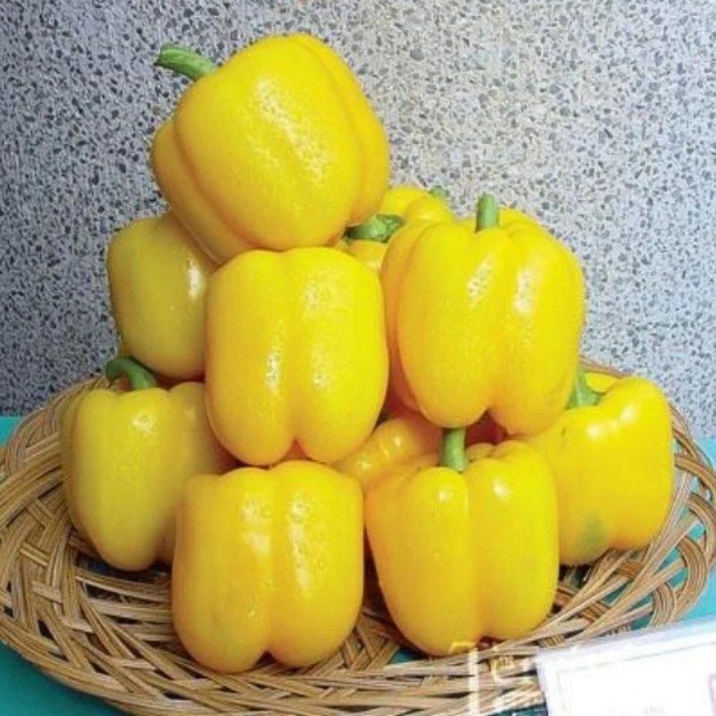 Tatlı Yellow Kaliforniya Sarı Dolmalık Biber Fidesi (4 adet)