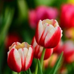 Aspen Kırmızı Beyaz Lale Soğanı (5 adet)