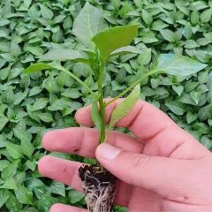 Zehir Gibi Acı Doğal Dünyanın En Acı Biberi Bhut Jolokia Fidesi (2 Adet Fide)
