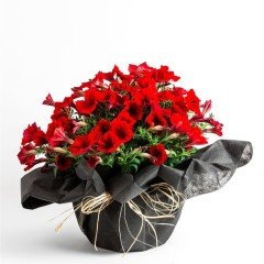 Suprise Serisi Kırmızı Star Petunya Çiçeği Fidesi (3 adet)