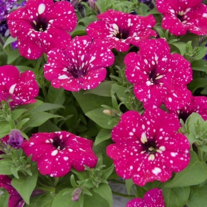 Suprise Sparkling Magenta Petunya Fidesi (3 adet)