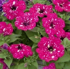 Suprise Sparkling Magenta Petunya Fidesi (3 adet)