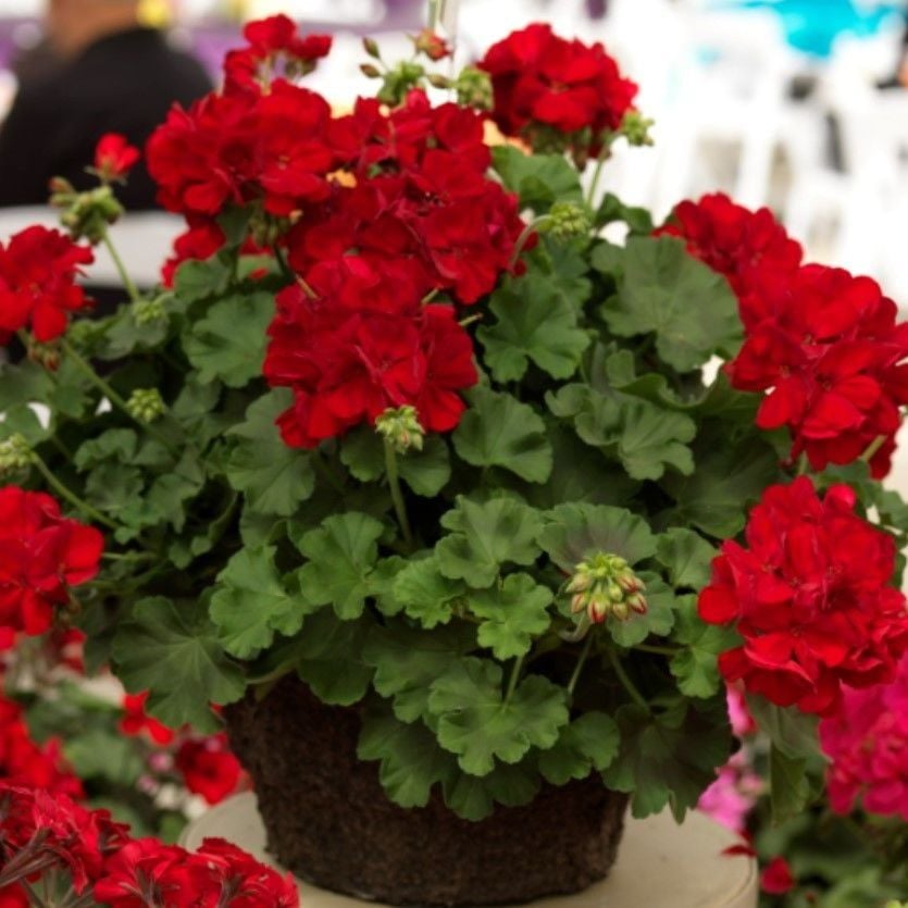 Grandeur İvy Deep Red Sakız Sardunya Fidesi (1 adet)