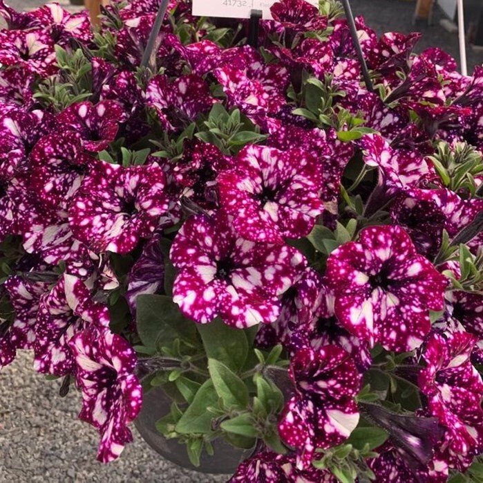 Suprise Sparkling Burgundy Petunya Fidesi (3 adet)