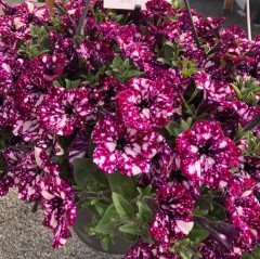 Suprise Sparkling Burgundy Petunya Fidesi (3 adet)