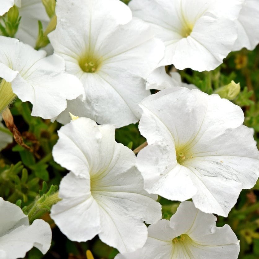 Sweetunia Beyaz Petunya Fidesi (3 adet)