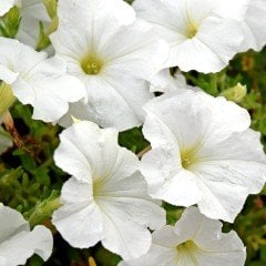 Sweetunia Beyaz Petunya Fidesi (3 adet)