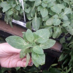 Sweetunia Pembe Gem Petunya Fidesi (3 adet)