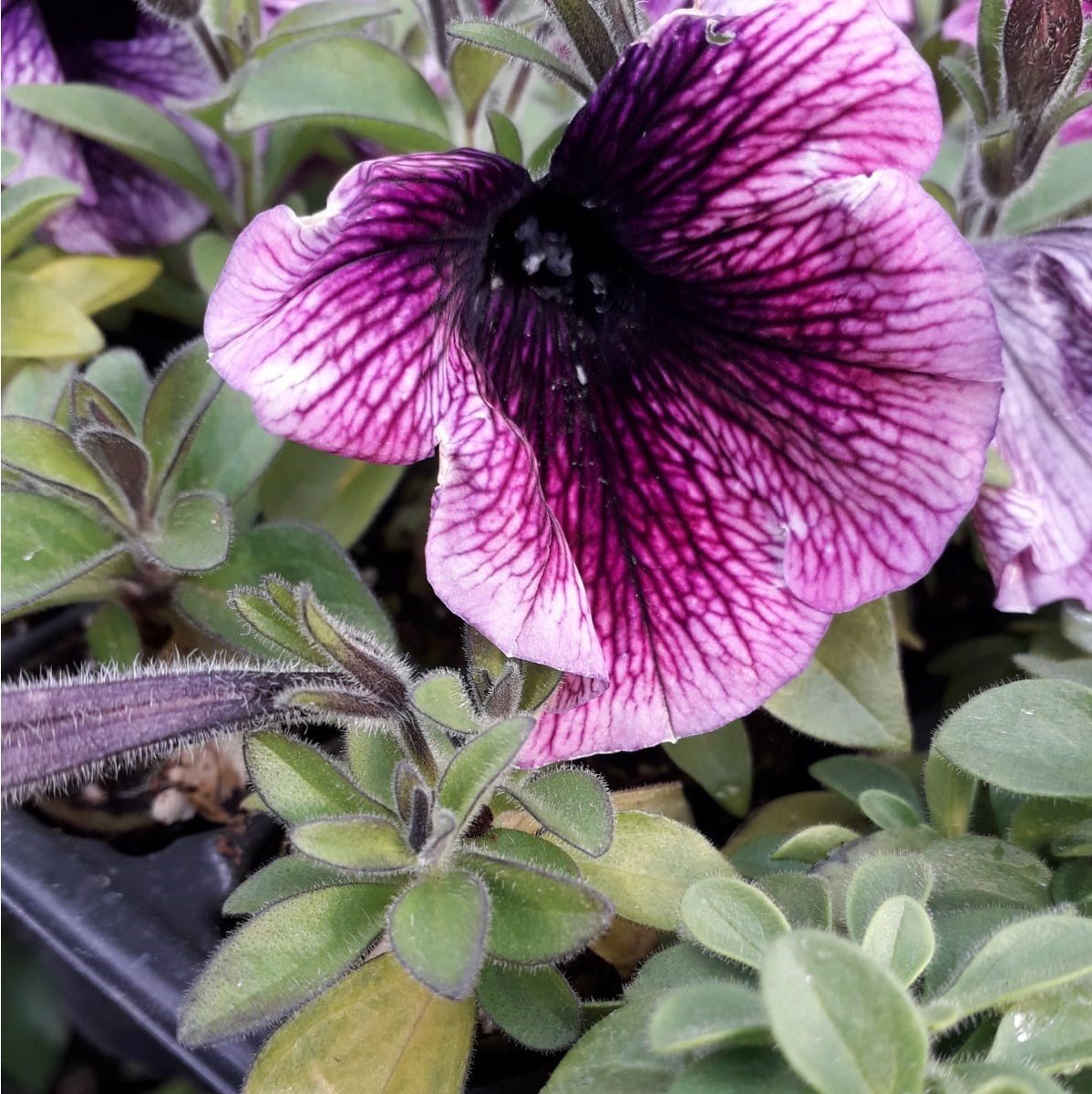 Sweetunia Mor Gem Petunya Fidesi (3 adet)