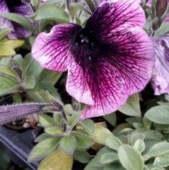 Sweetunia Mor Gem Petunya Fidesi (3 adet)