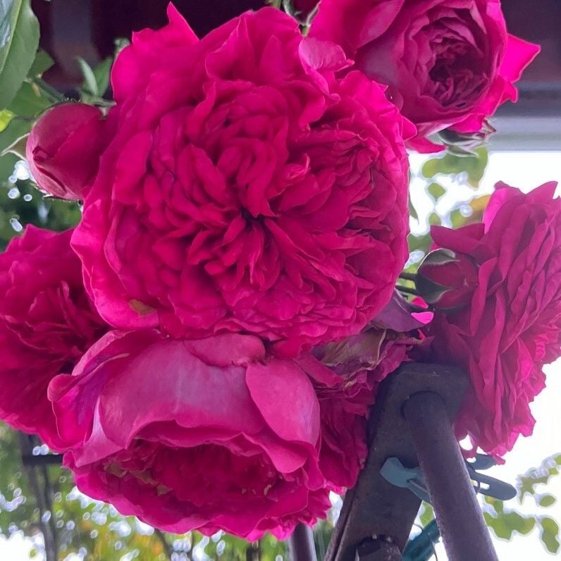 Tüplü Aşılı Yediveren Katmerli Laguna Fc Multi Goncalı Masal Gülü Fidanı