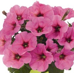 Sweetunia Pinkalicious Petunya Fidesi (3 adet)