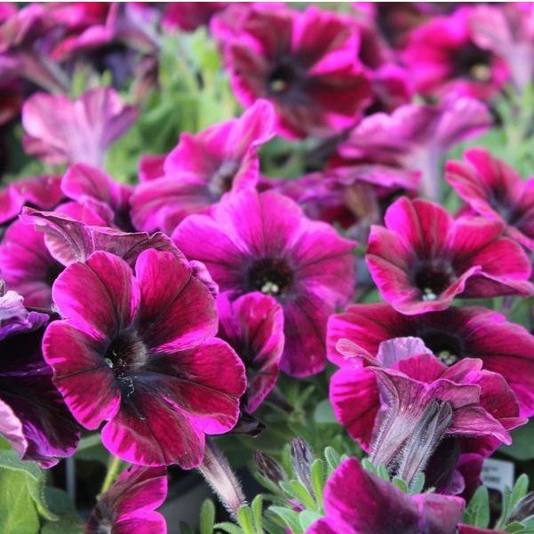 Sweetunia Dev Çiçekli Miss Fantastic Petunya Fidesi (3 adet)