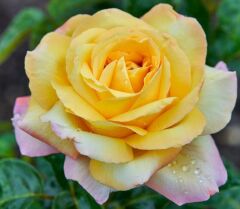 Tüplü Yediveren Kokulu Amazon Yediveren Gül Fidanı