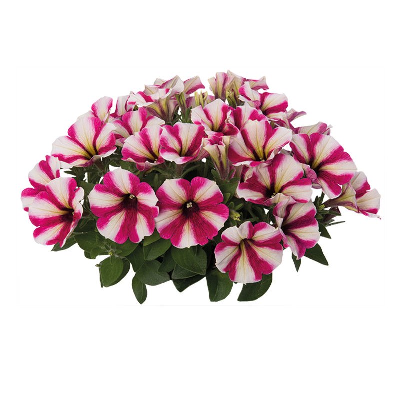 Sweetunia Hot Pembe Petunya Fidesi (3 adet)