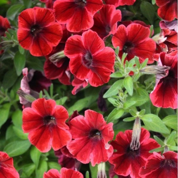 Sweetunia Fioma Flash Petunya Fidesi (3 adet)