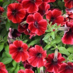 Sweetunia Fioma Flash Petunya Fidesi (3 adet)