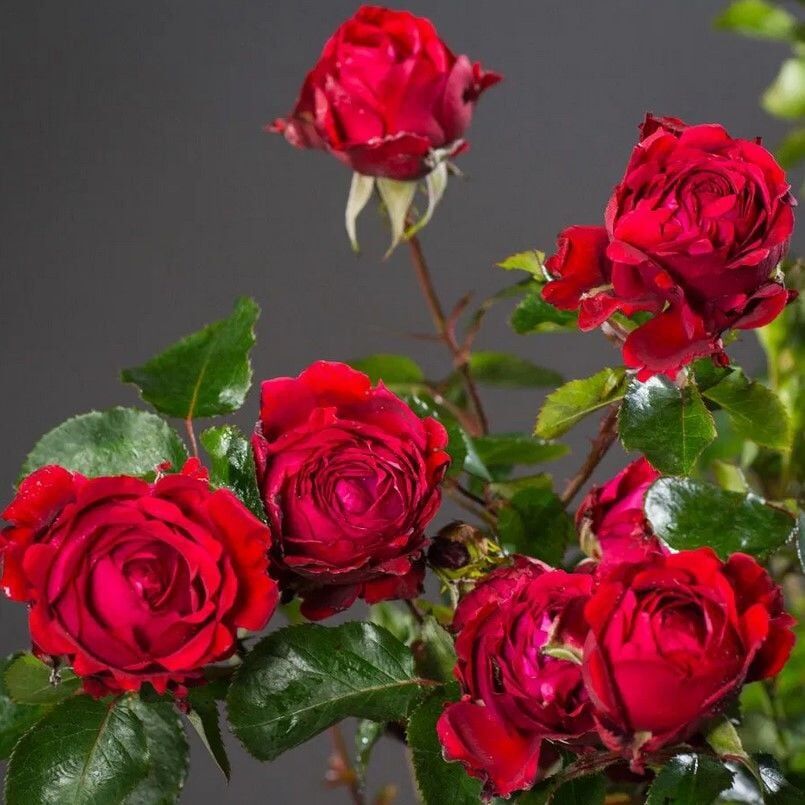 Tüplü Yediveren Kokulu Traumfrau Yediveren Gül Fidanı