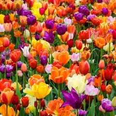 Mix-Karma Lale Soğanı(50 adet)