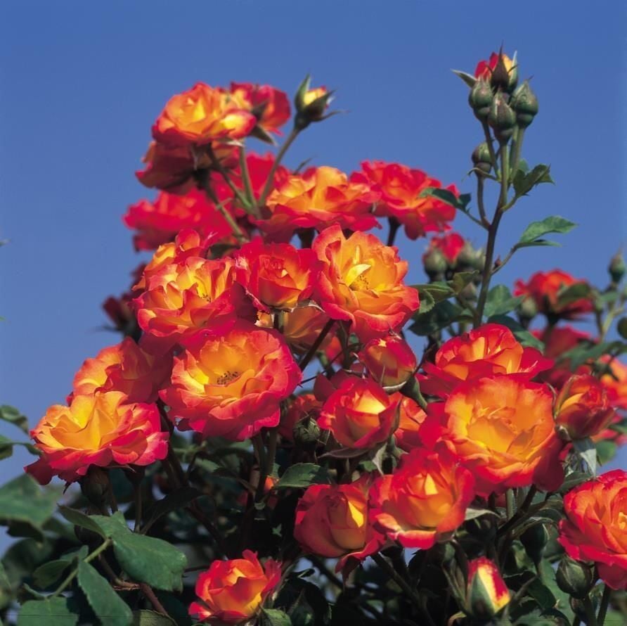 Tüplü Taifun Yediveren Alman Gül Fidanı